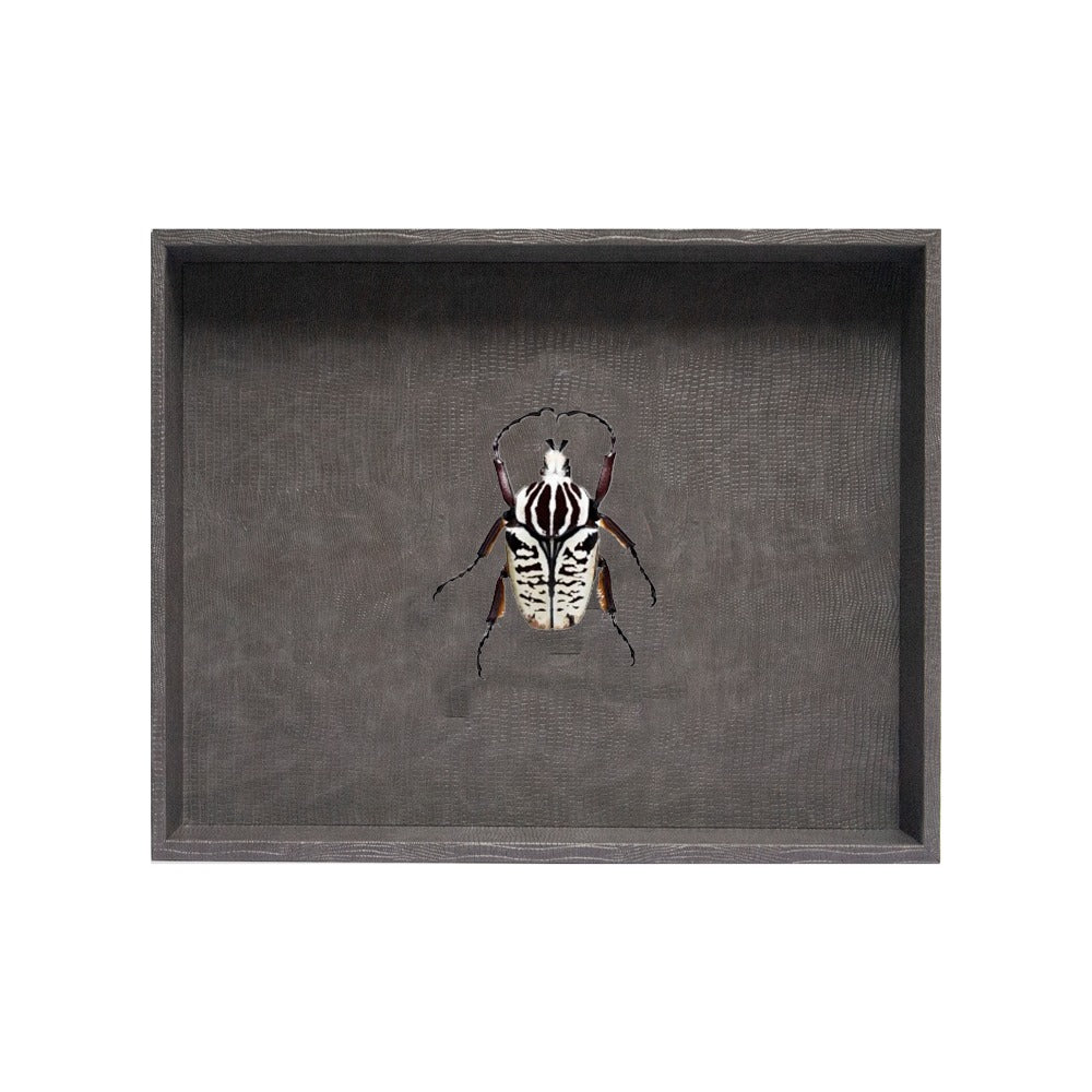 CHAROLA GRANDE GRIS ARMADILLO