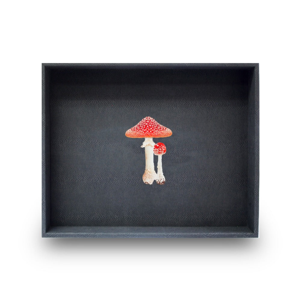 CHAROLA GRANDE PAMPA