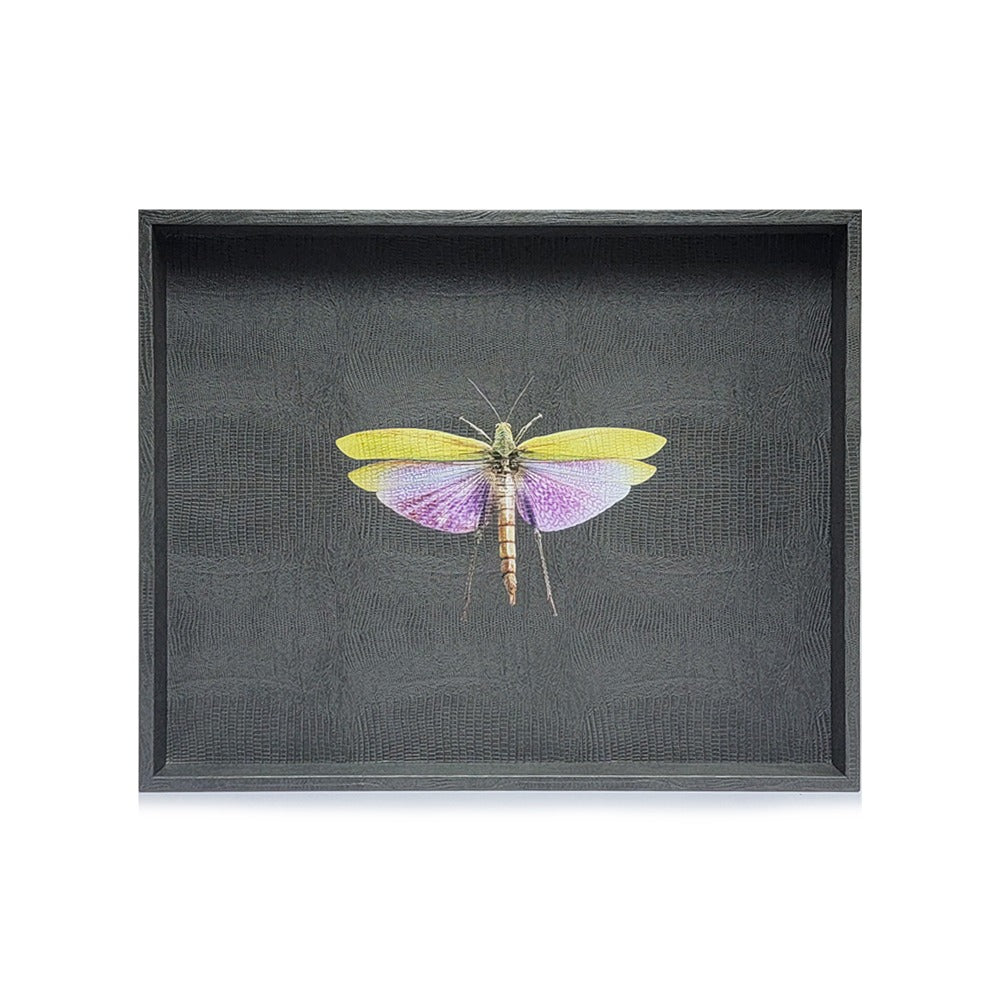 CHAROLA GRANDE GRIS ARMADILLO