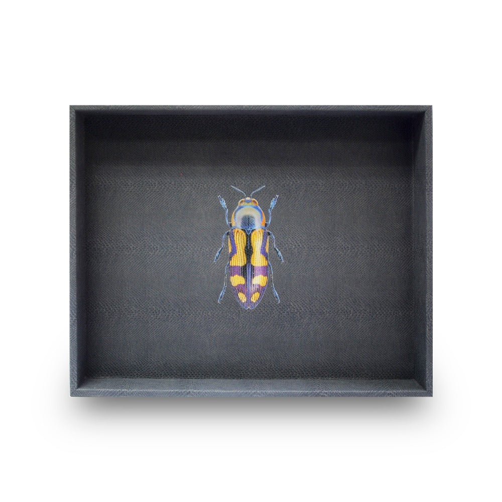 CHAROLA GRANDE PAMPA