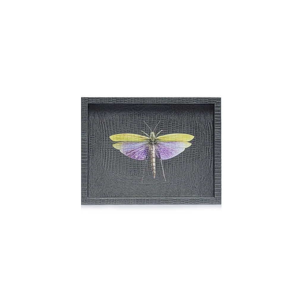 CHAROLA LADDU GRIS ARMADILLO